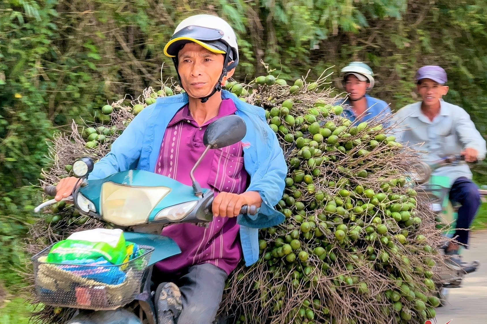 Giá cau vọt lên đỉnh rồi lao dốc: ‘Công thức’ lặp nhiều lần, nông dân 'hay quên'