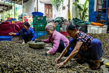 Giá tăng vọt, các xưởng sấy cau tại Nam Định ‘chạy’ hết tốc lực