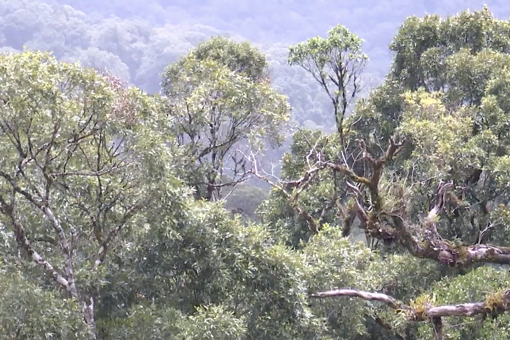 Ứng dụng phần mềm Locus map thay thế cho bản đồ giấy truyền thống