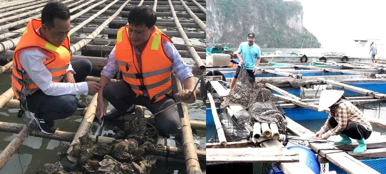 khôi phục nuôi trồng thuỷ sản Quảng Ninh.jpg