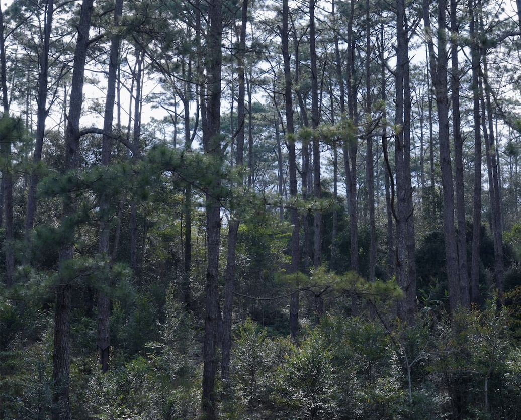 Ứng dụng công nghệ số mang lại hiệu quả cao trong thu thập dữ liệu quản lý rừng