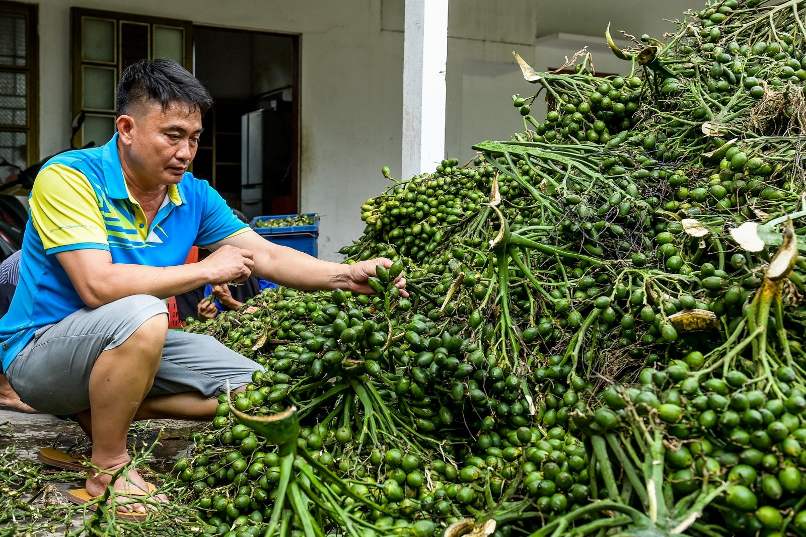 Việt Nam nhập khẩu cau vọt tăng 324%