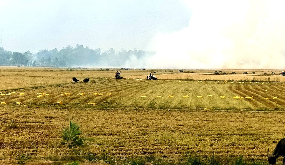 xã an nông (an Giang) thu hoạch lúa hè thu.jpg