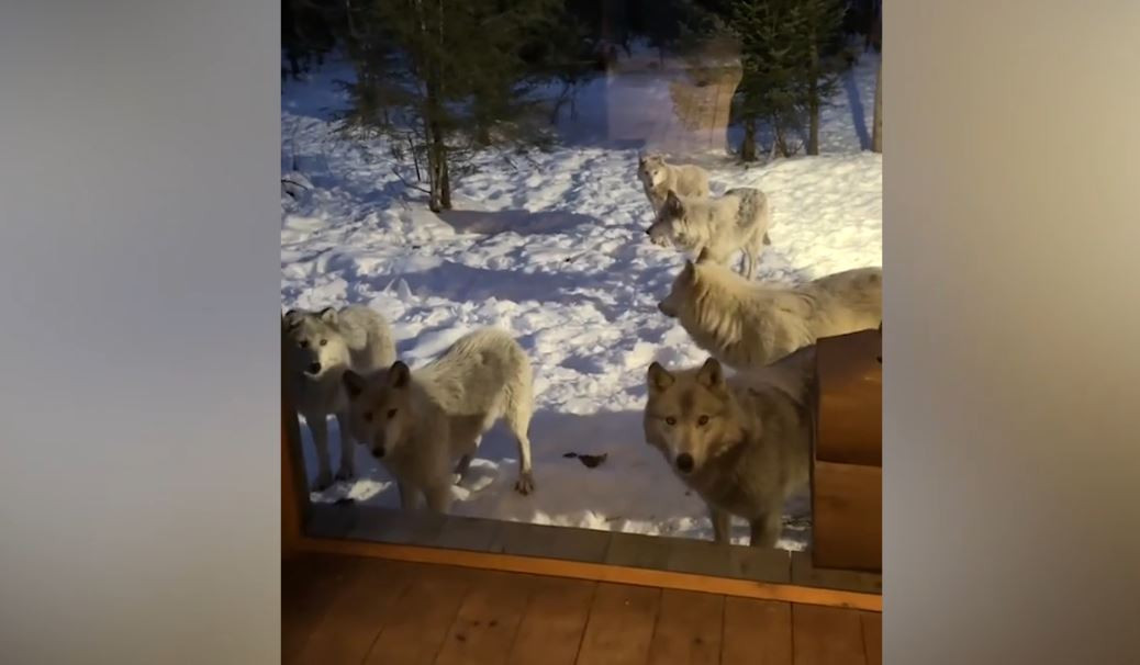 cho soi 17294844297661379829345.jpg