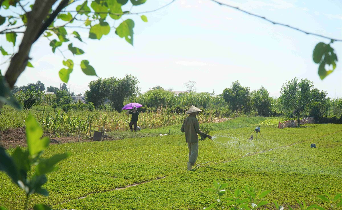 nong nghiep.jpg