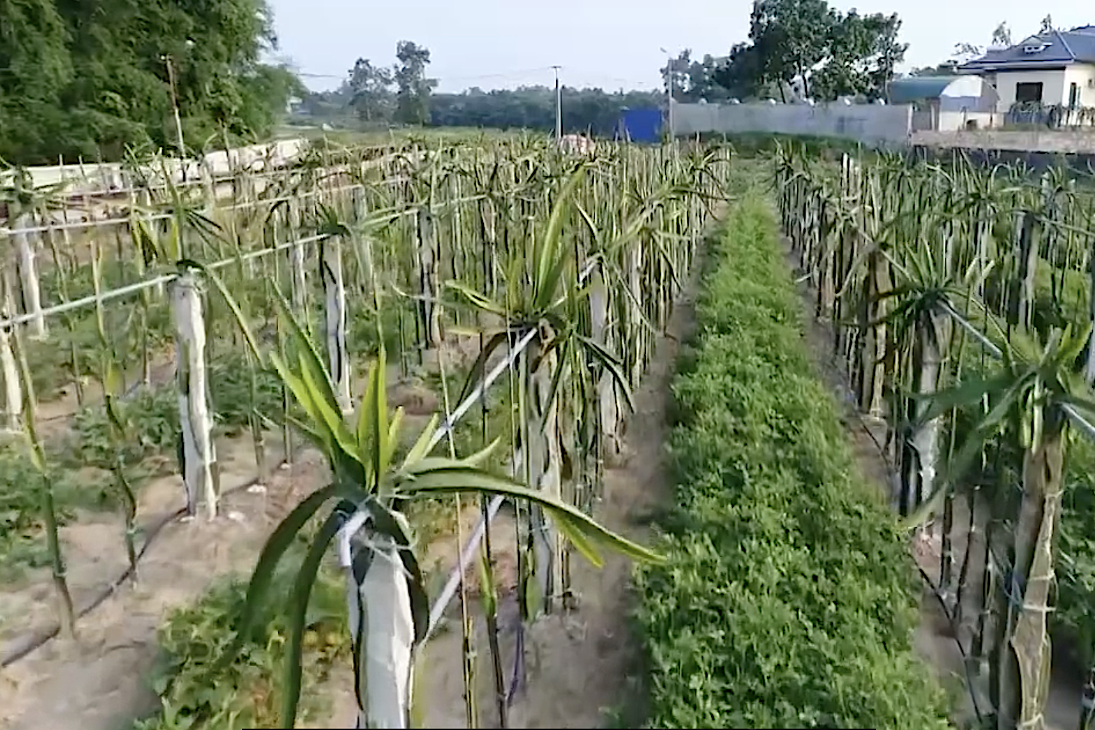 Thái Nguyên: Thúc đẩy phát kinh tế nông thôn gắn với xây dựng NTM kiểu mẫu