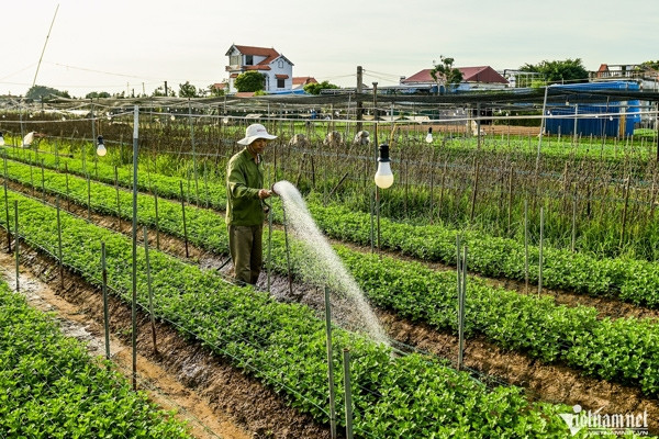 Vựa hoa lớn nhất Nam Định 'hồi sinh' sau bão lũ