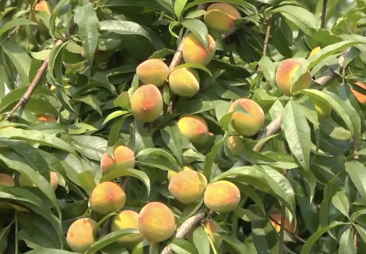 Ký biên bản ghi nhớ hợp tác giữa IFPRI và IPSARD nhằm thúc đẩy nghiên cứu, dự báo thị trường nông sản