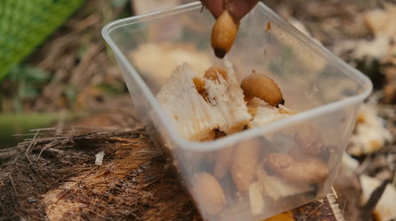 đuông dừa 0.gif