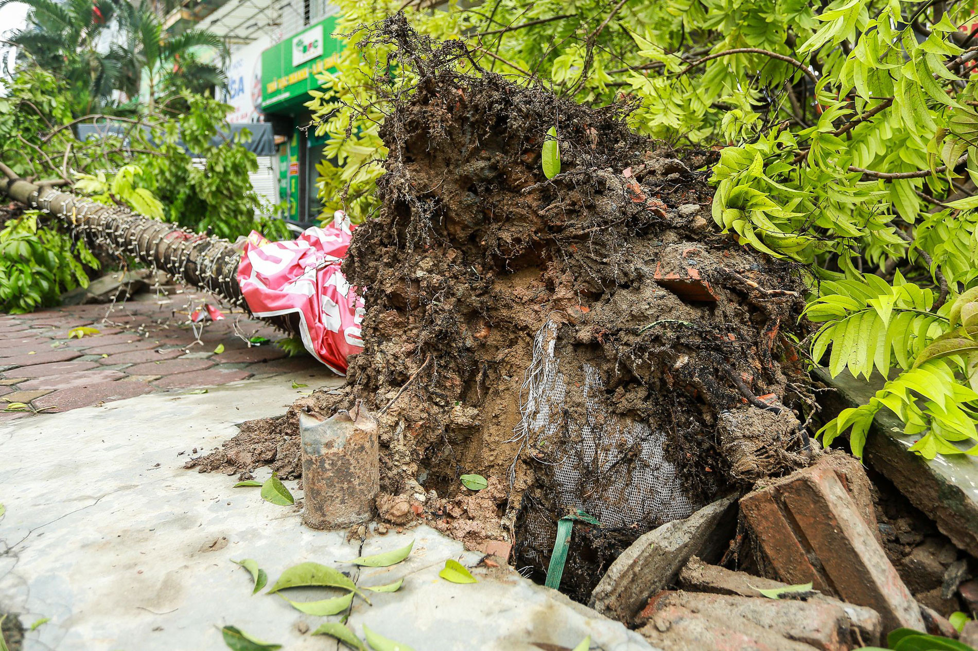 Hà Nội tìm chủ đầu tư vụ cây xanh lộ nguyên bầu nilon sau khi gãy đổ vì bão Yagi