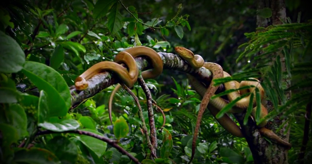 0006JHTORXBS46HW C461.jpg