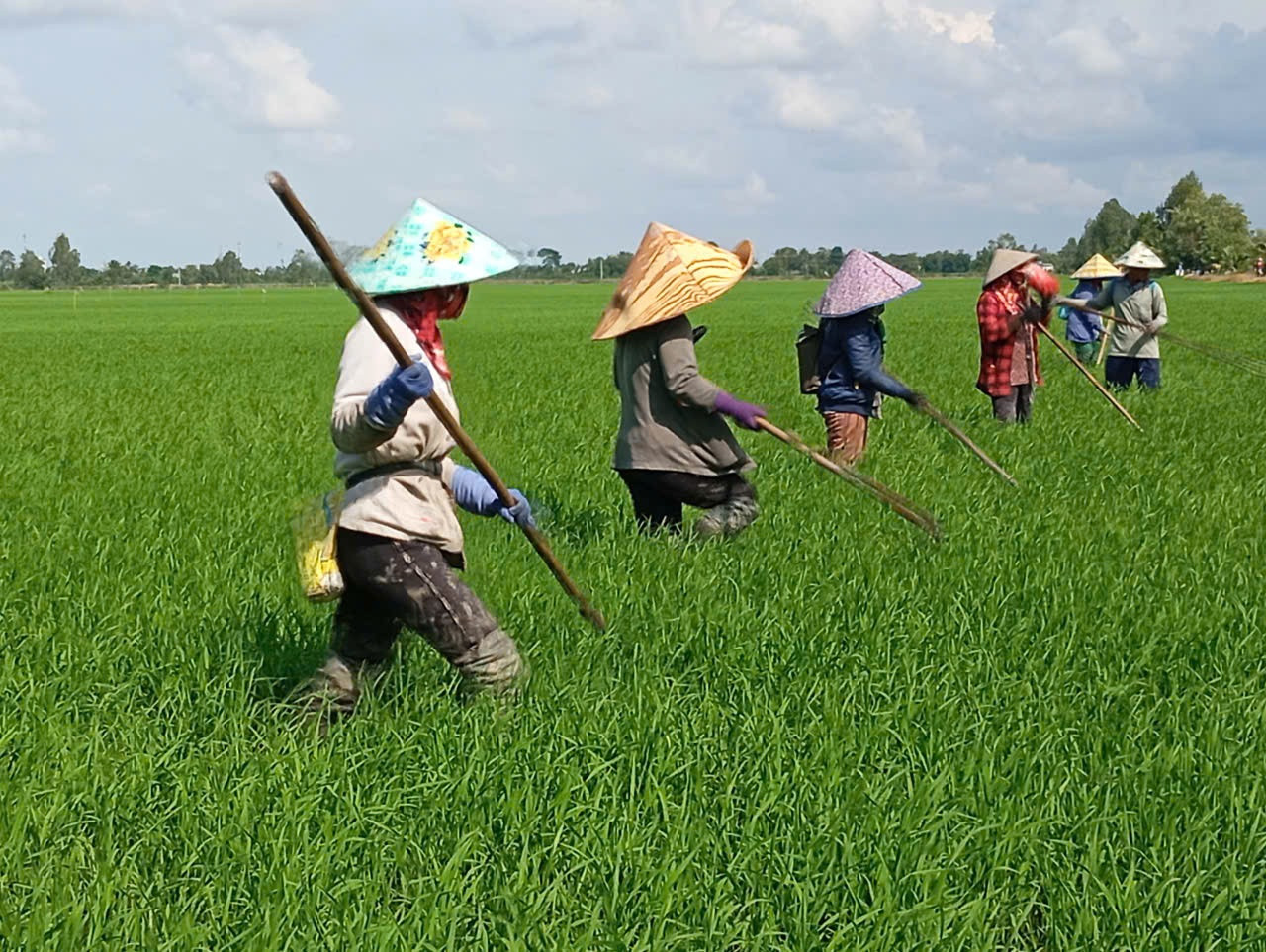 Lúa gạo ĐBSCL.jpg