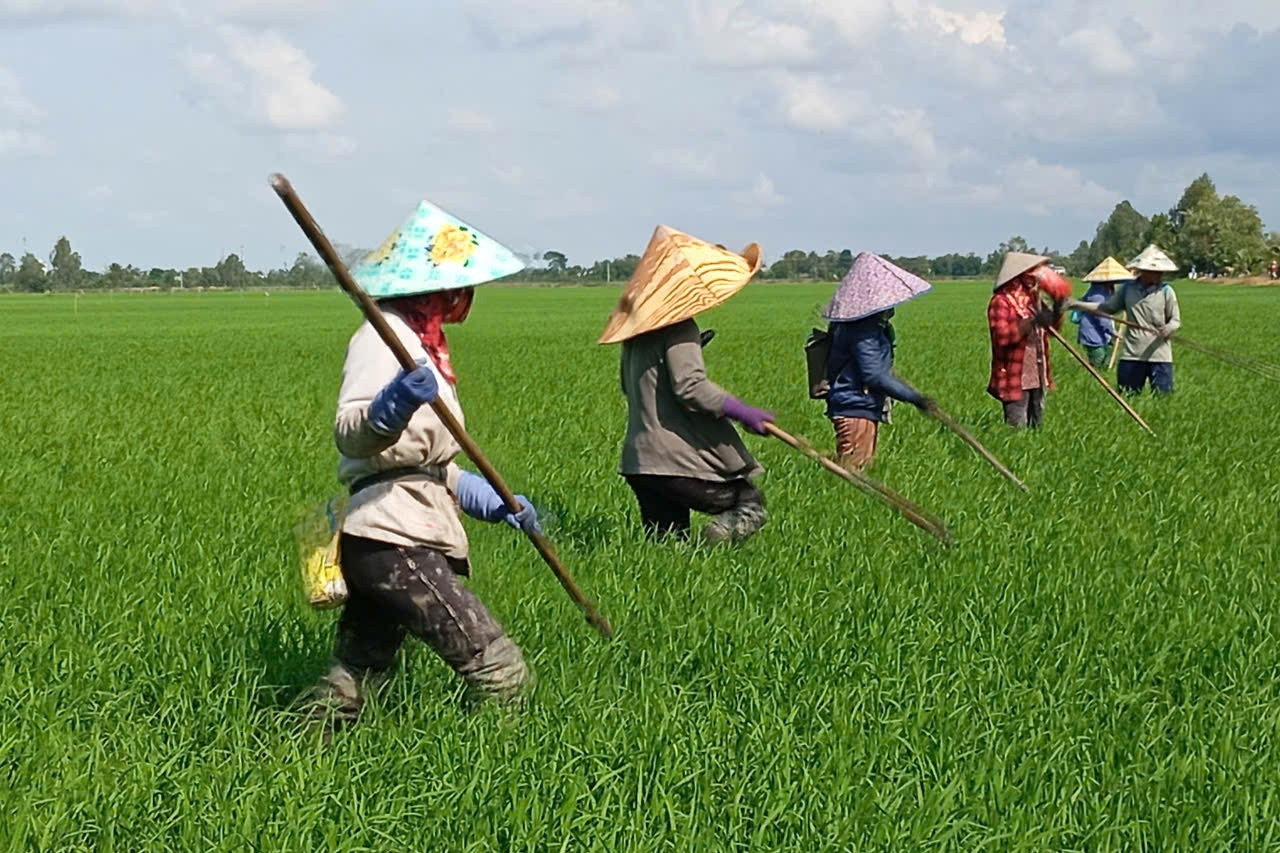 Trồng lúa phát thải thấp: Giảm một nửa số lần phun thuốc trừ sâu, thu nhập tăng