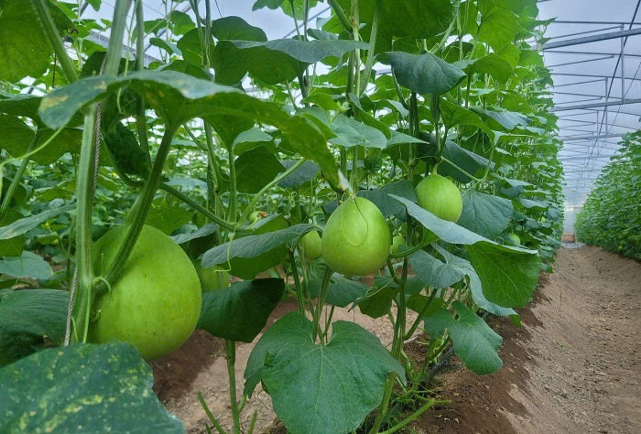 Đồng Nai: Đổi mới, khởi nghiệp sáng tạo lĩnh vực nông nghiệp