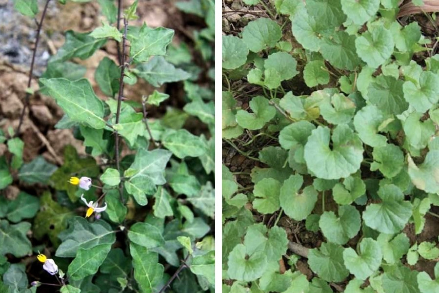 Top 5 cây mọc hoang chữa bệnh gan được Bộ Y tế công nhận