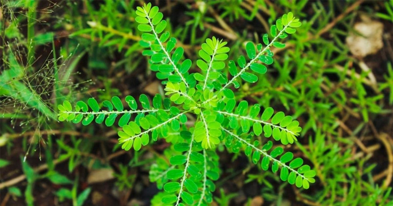 Tác dụng của cây thuốc có tên lạ lùng ‘chó đẻ răng cưa’