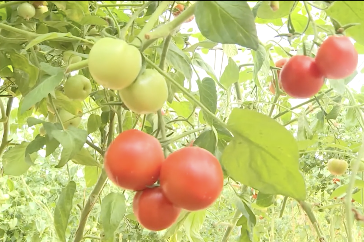 Chủ động xây dựng cơ chế kiểm soát chất lượng nông sản qua thu thập dữ liệu thông tin