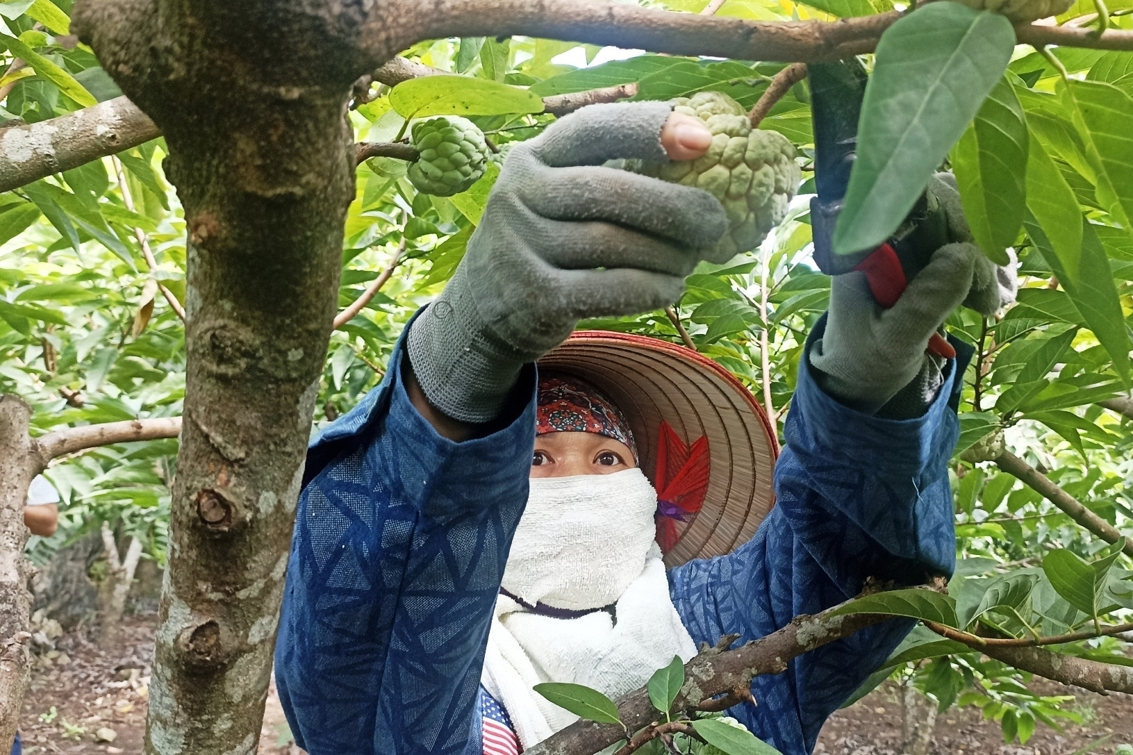 Lấy công làm lãi, nhiều hộ dân 'bỏ túi' hàng trăm triệu nhờ trồng na trên đất đá