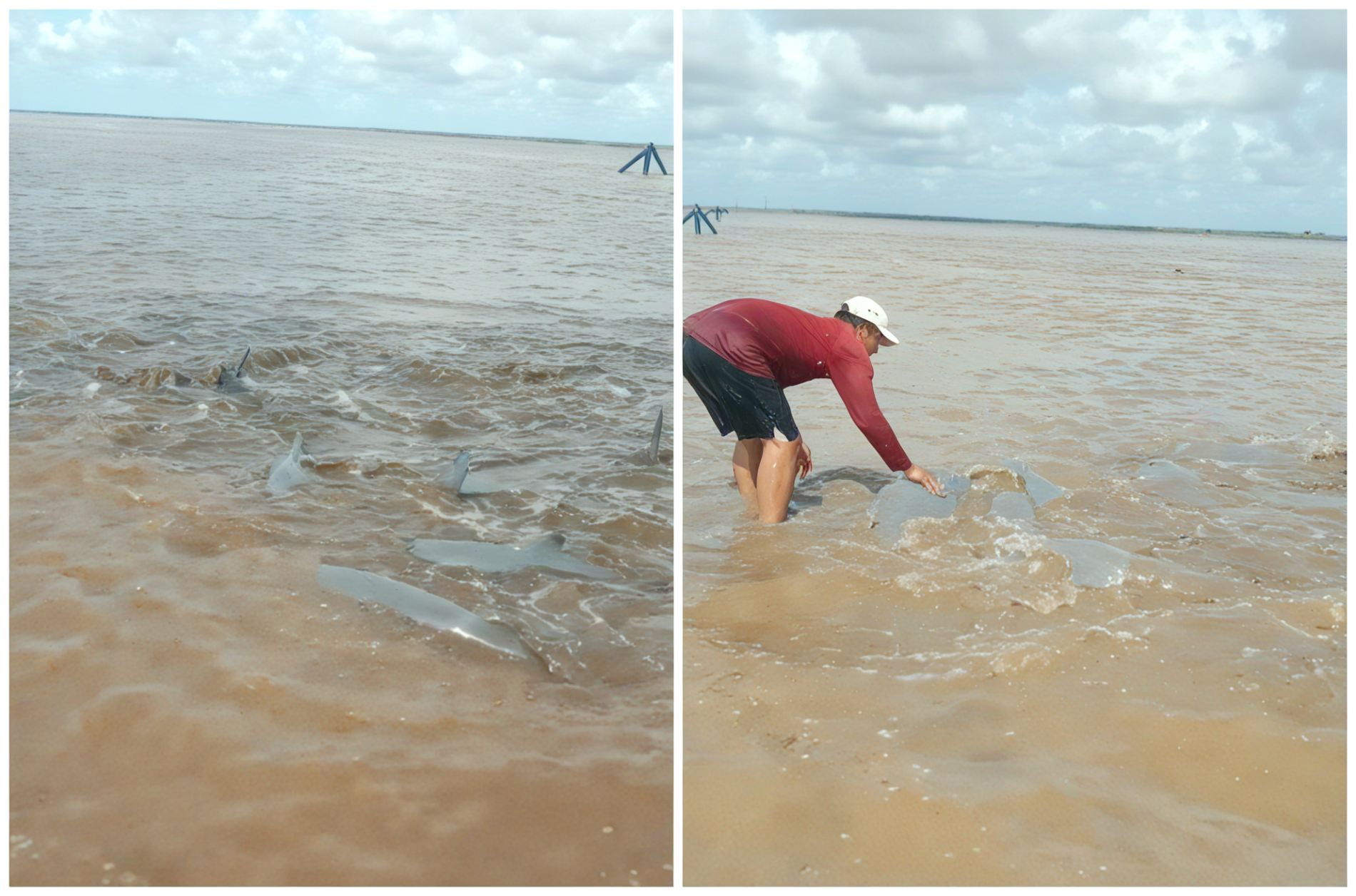 ảnh 5   cá heo mắc cạn.png