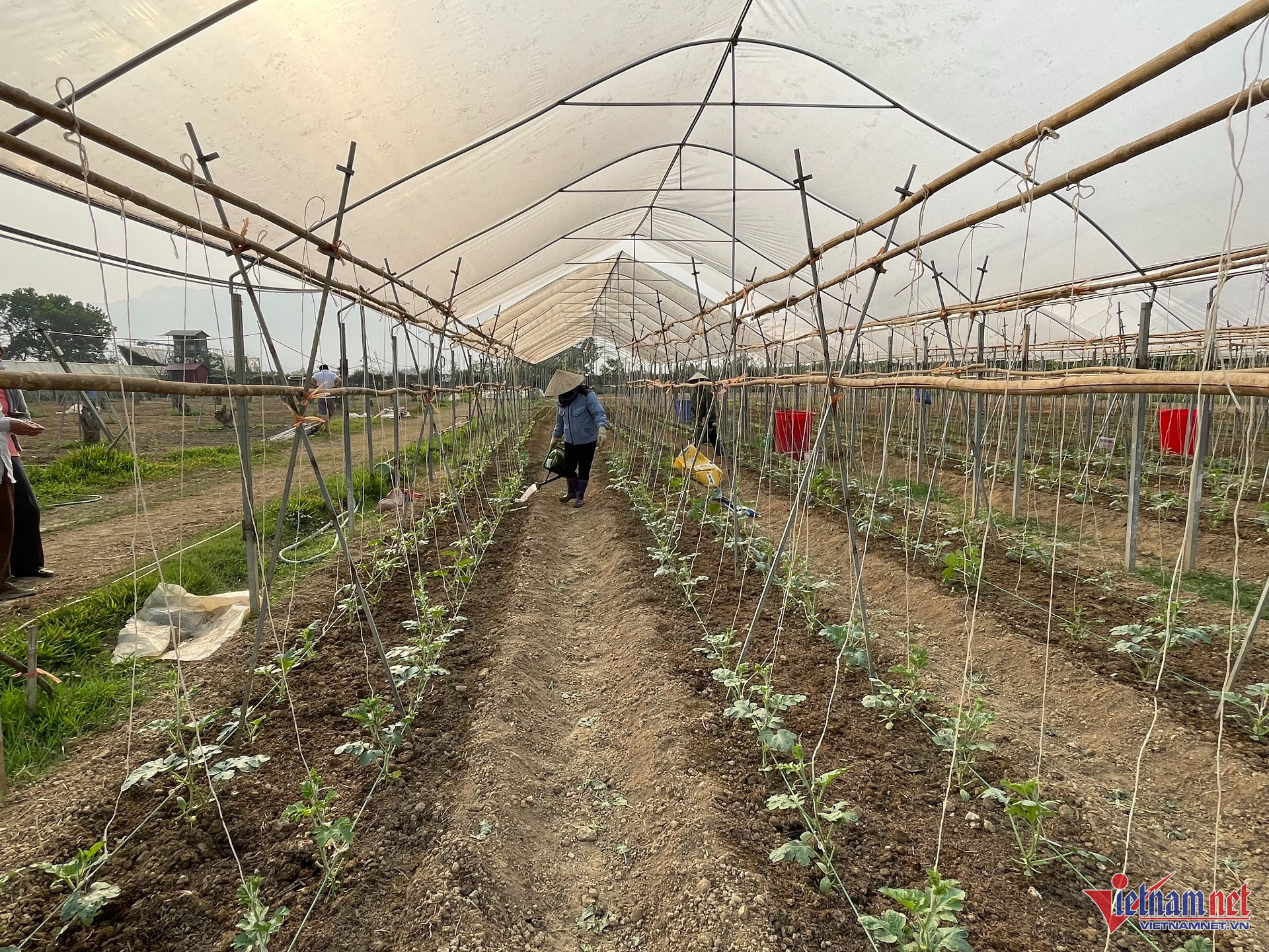 W-IMG_4234 kinh tế ập thể Di linh (Lâm Đồng).jpg