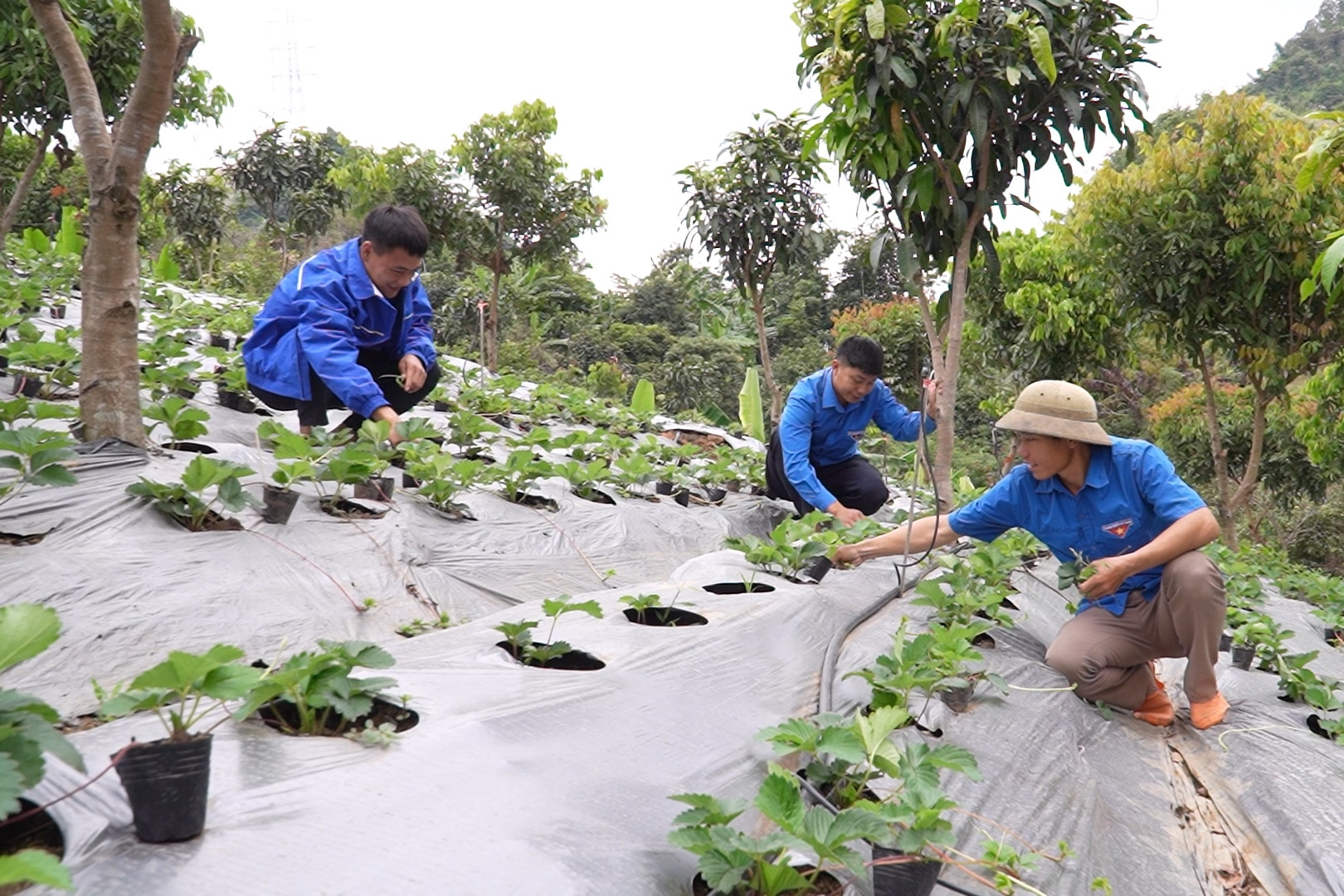 Hỗ trợ khởi nghiệp, khơi dậy ý chí thoát nghèo cho thanh niên DTTS