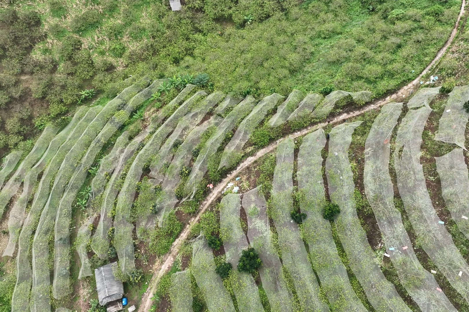 Mộc Châu hỗ trợ người dân ứng phó thời tiết cực đoan, bảo vệ thành quả lao động