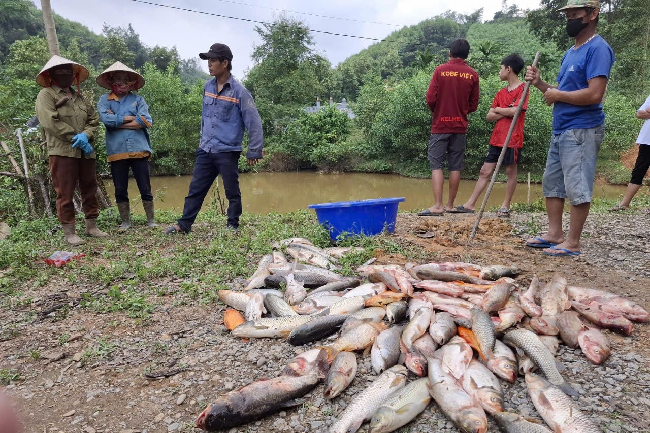 Xác minh việc cá chết hàng loạt nghi bị đầu độc thuốc trừ sâu