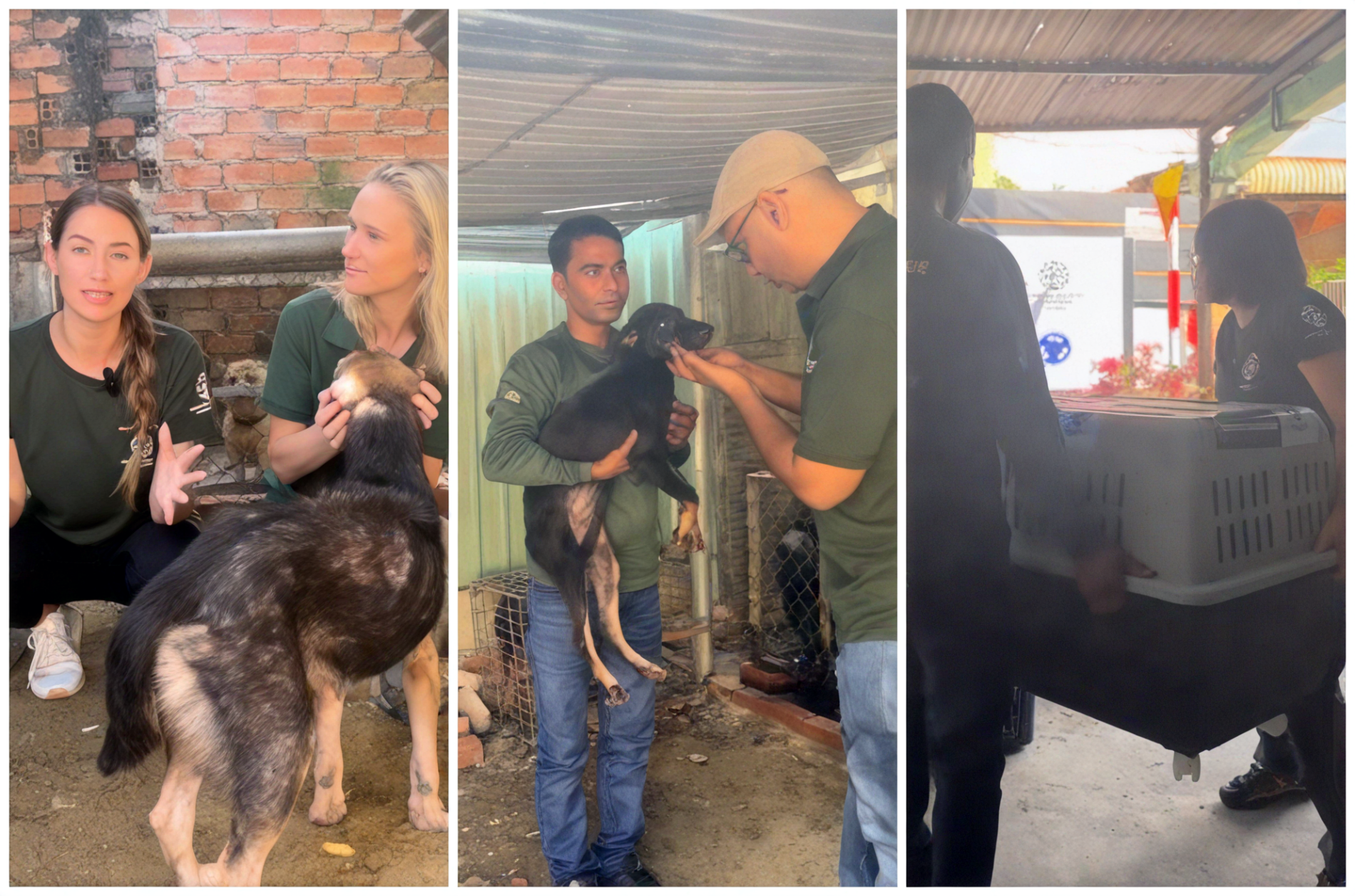 ảnh 12   bán thịt chó.png