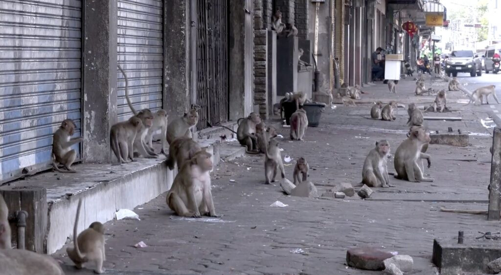 Lopburi monkey 1024x562.jpg