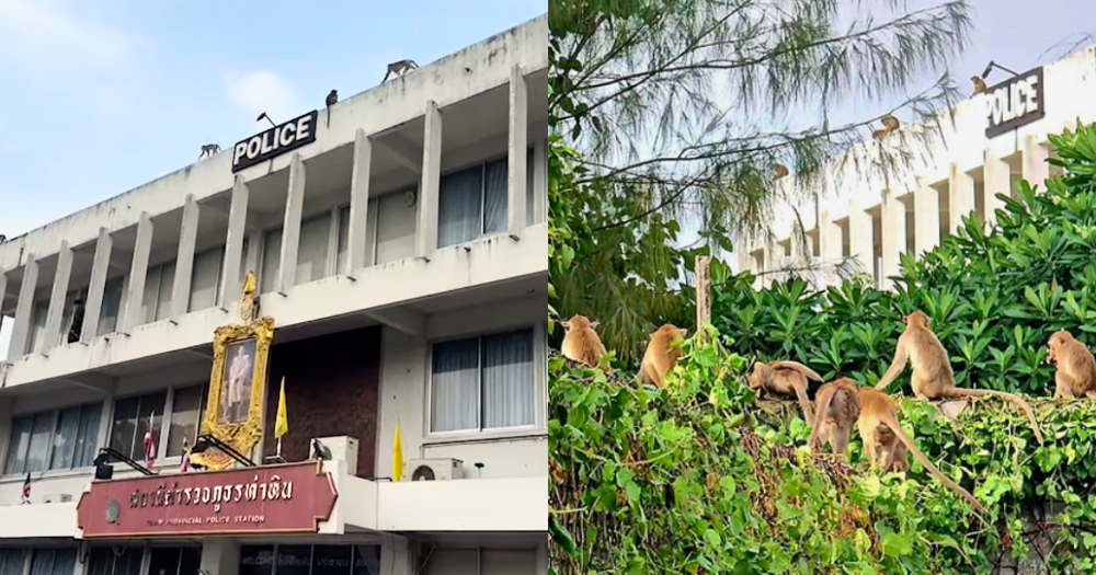 monkey thailand escape.png