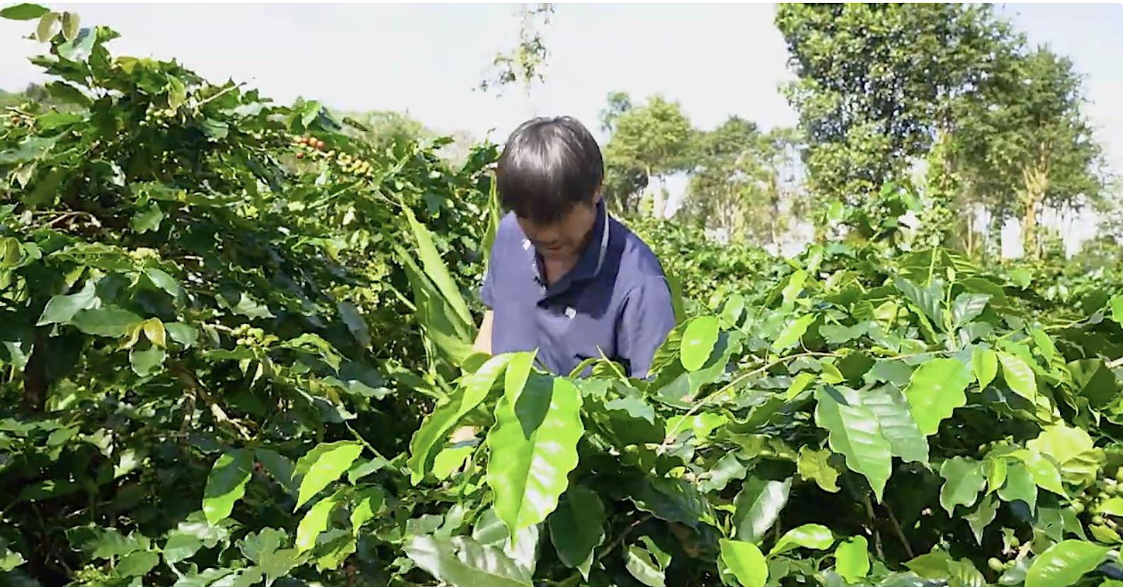 Xây dựng hệ thống công cụ phục vụ quản lý, kiểm soát chất lượng cà phê “Khe Sanh”