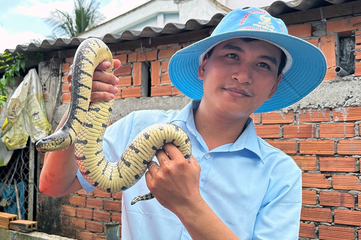 Nuôi nghìn con rắn quấn nhau trong bể xi măng, thanh niên lãi nửa tỷ 1 năm