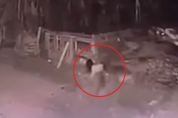 Lời hối hận muộn màng của chủ 2 con chó becgie cắn bé gái tử vong