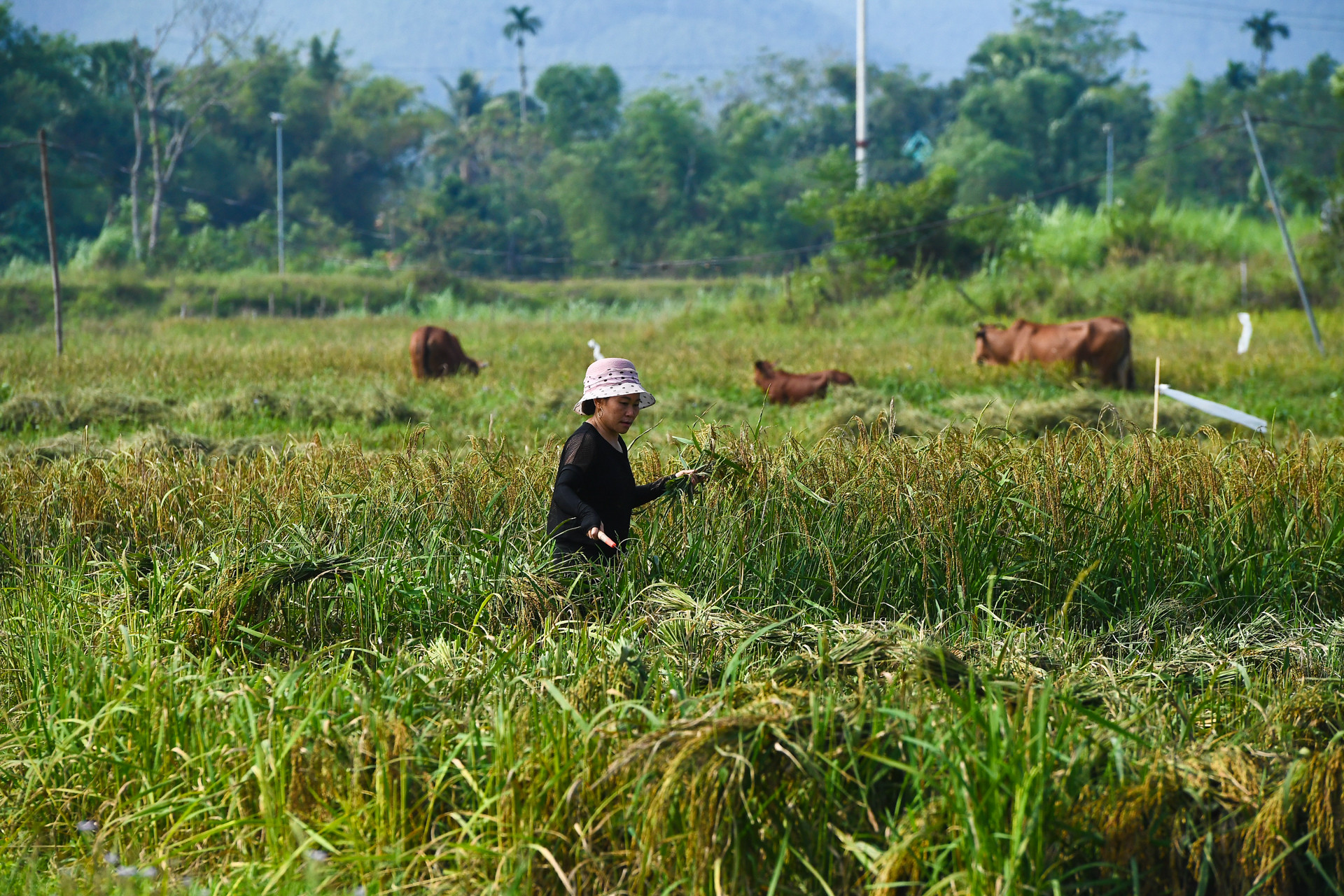 Ninh Sơn tập trung đẩy nhanh quá trình giảm nghèo theo hướng đa chiều, bền vững