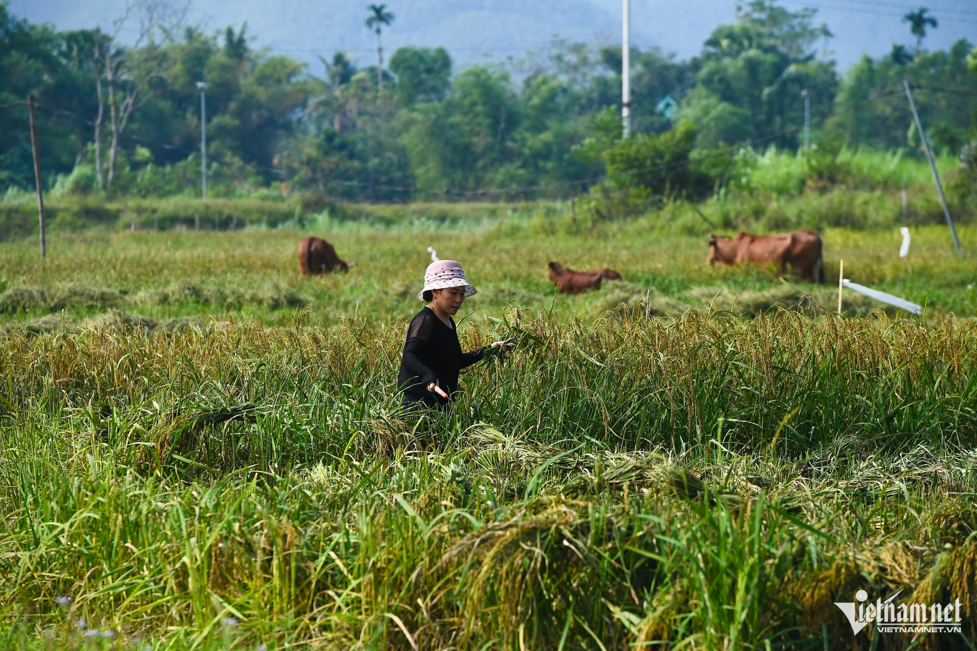 W-chuong trinh muc tieu quoc gia Phu Tho 13.jpg