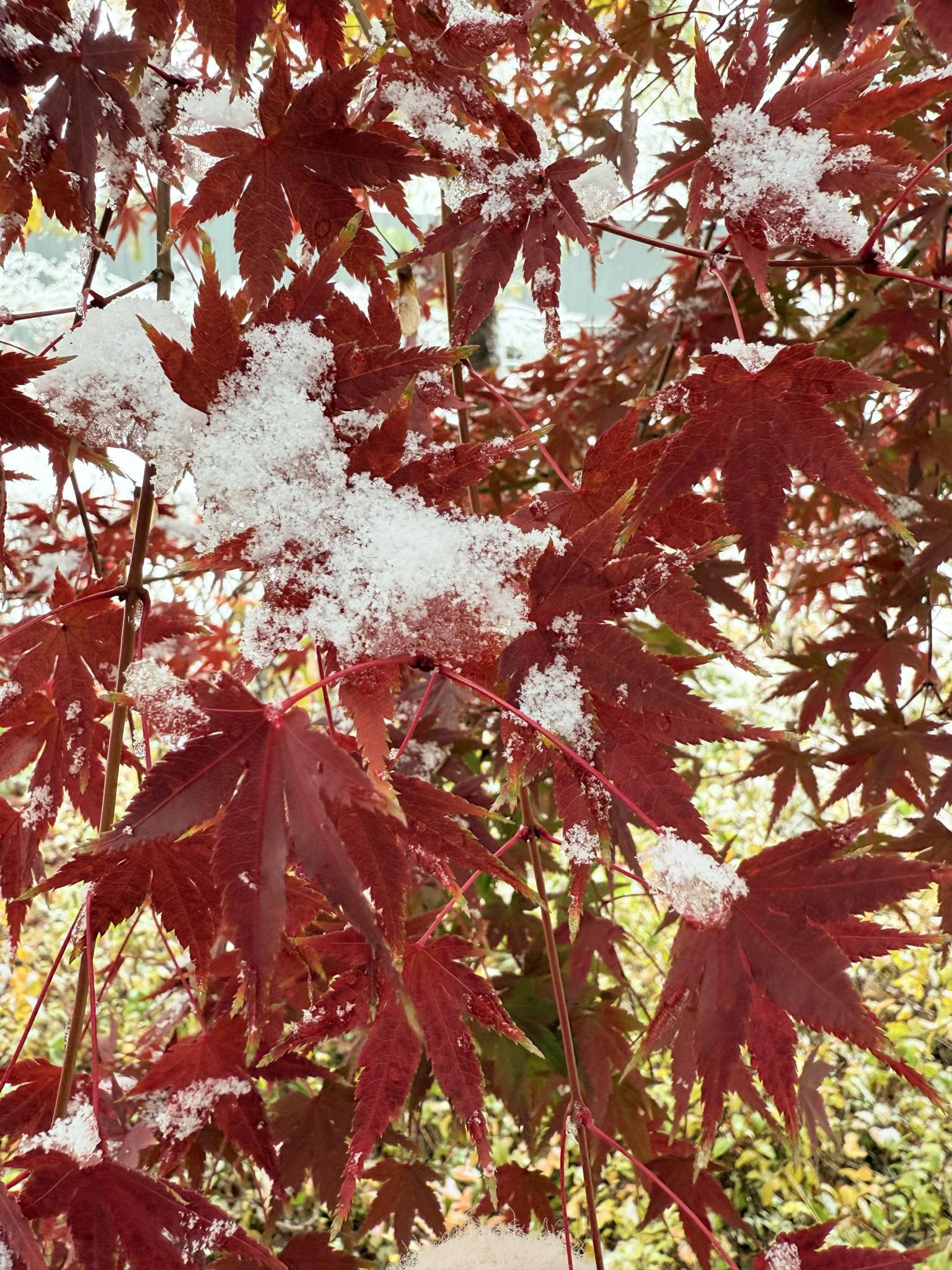 5ce6cee1 3bfe 4fdd 8ed8 4e8457f50191.jpeg