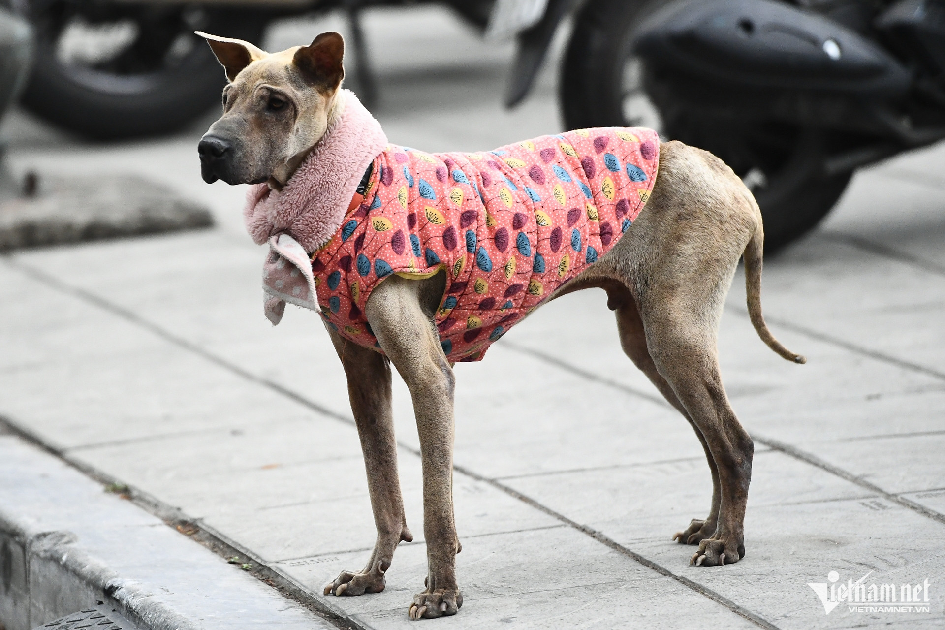 W-ret lanh thoi tiet 6.jpg