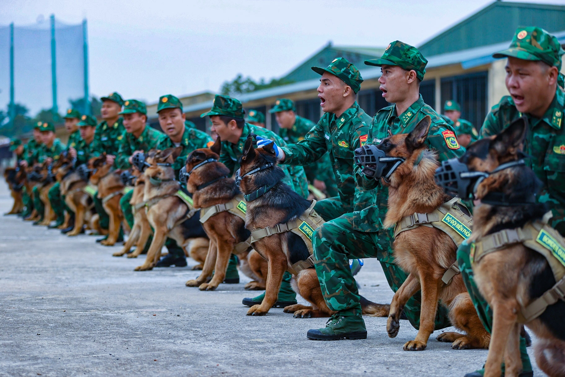 Chú chó cứu hộ ở Làng Nủ sẽ trình diễn tại Triển lãm Quốc phòng quốc tế Việt Nam