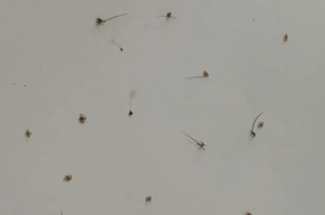 ran ky sinh tren mat