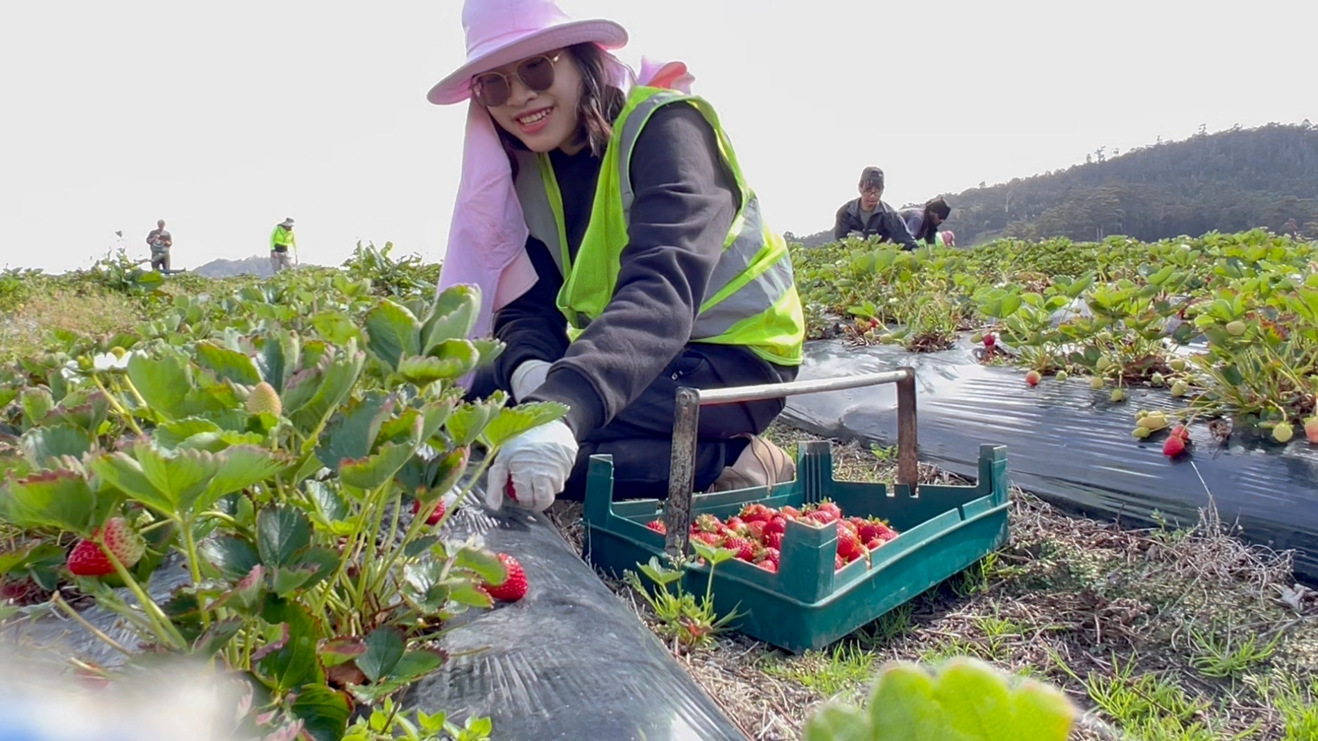 ảnh 1   làm nông ở Úc.jpeg