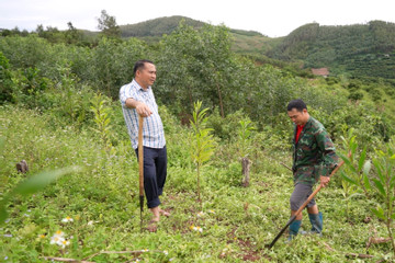 Bắc Giang: Đồng bào dân tộc thiểu số vươn lên làm giàu nhờ trồng rừng