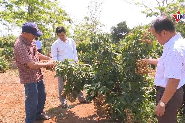 Đắk Lắk: Phát triển vùng nguyên liệu, thu hút đầu tư vào vùng đồng bào DTTS