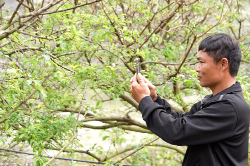 Đồng bào DTTS làm giàu nhờ mô hình “nông nghiệp tương hỗ cho du lịch”