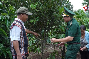 Không chỉ góp phần giữ rừng, Macca còn giúp đồng bào DTTS tăng thu nhập