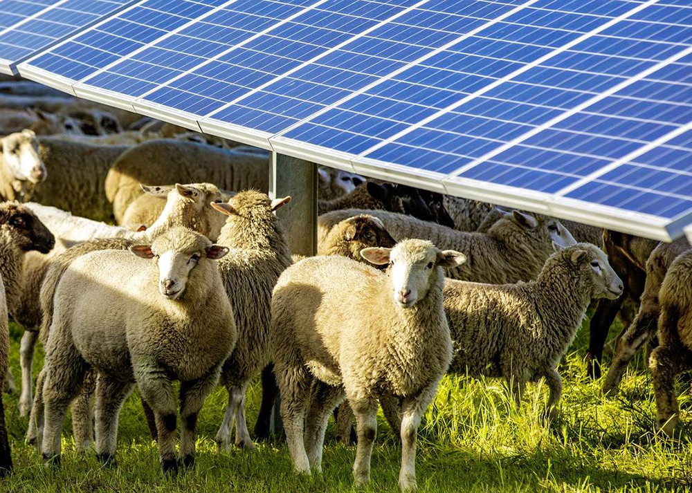 GLB Australia Wool banner.jpg