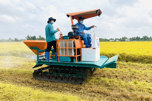 Hậu Giang chuyển đổi cơ cấu cây trồng hơn 14.900 ha đất trồng lúa