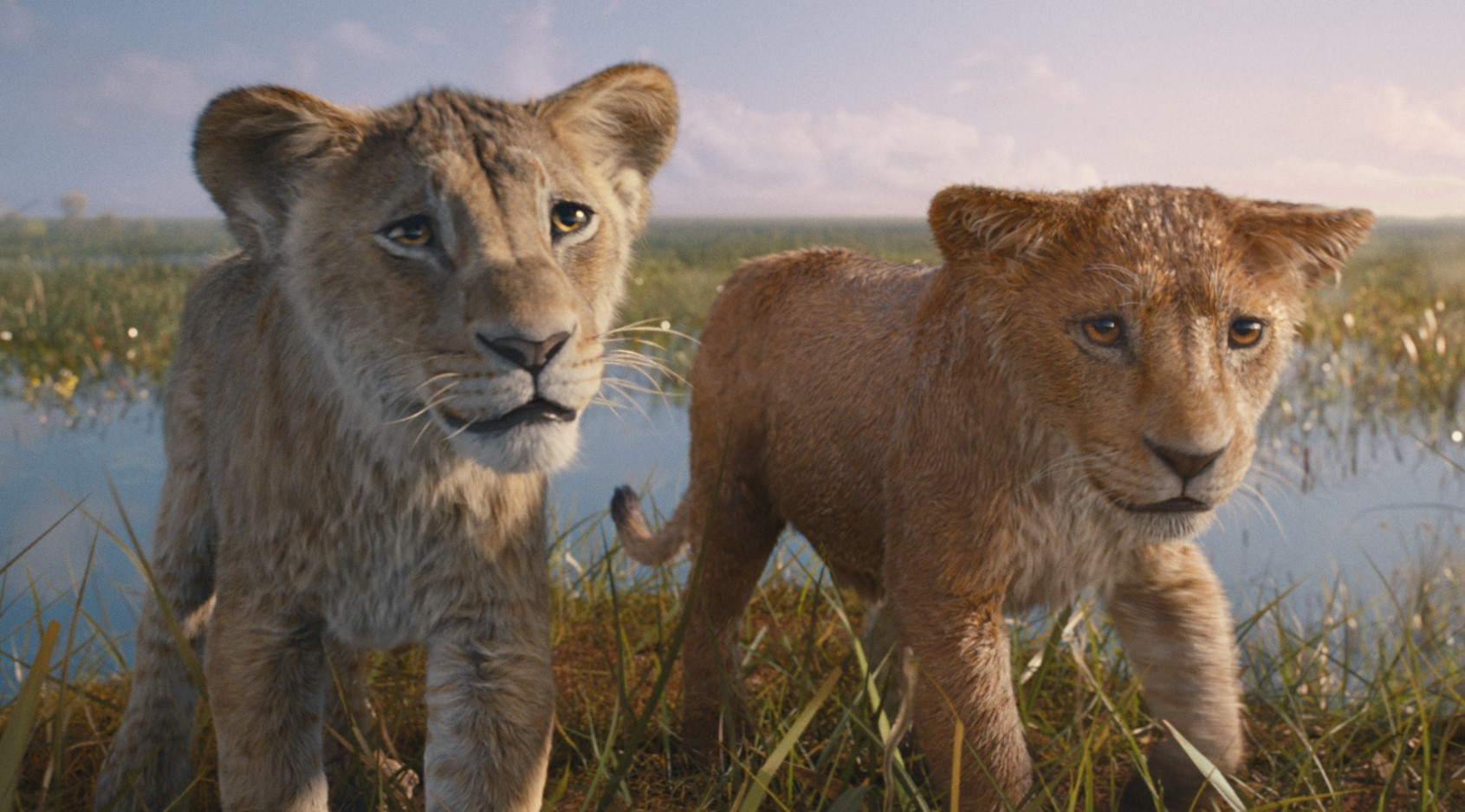 MUFASA 00087388.jpg