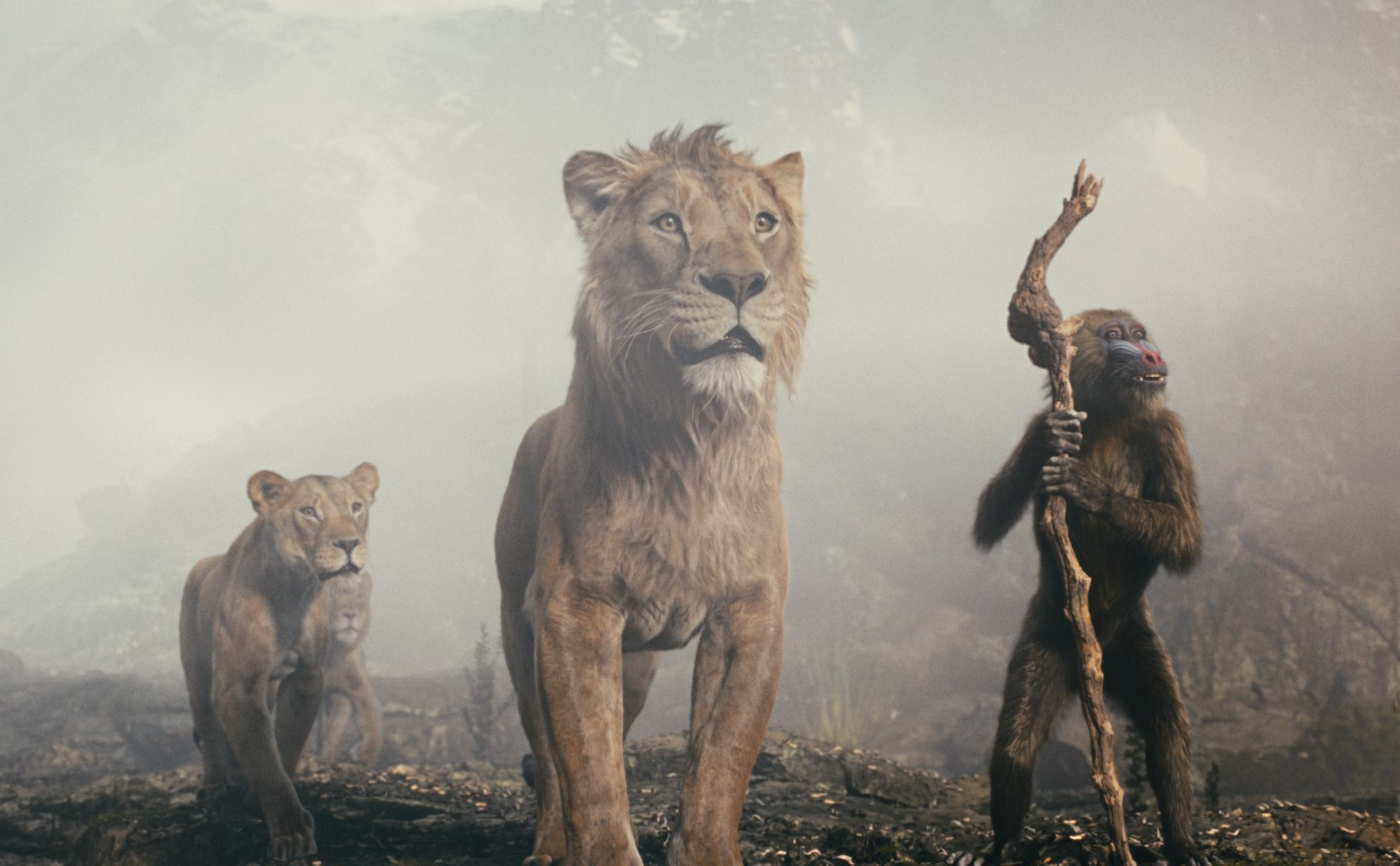 MUFASA 00089431.jpg