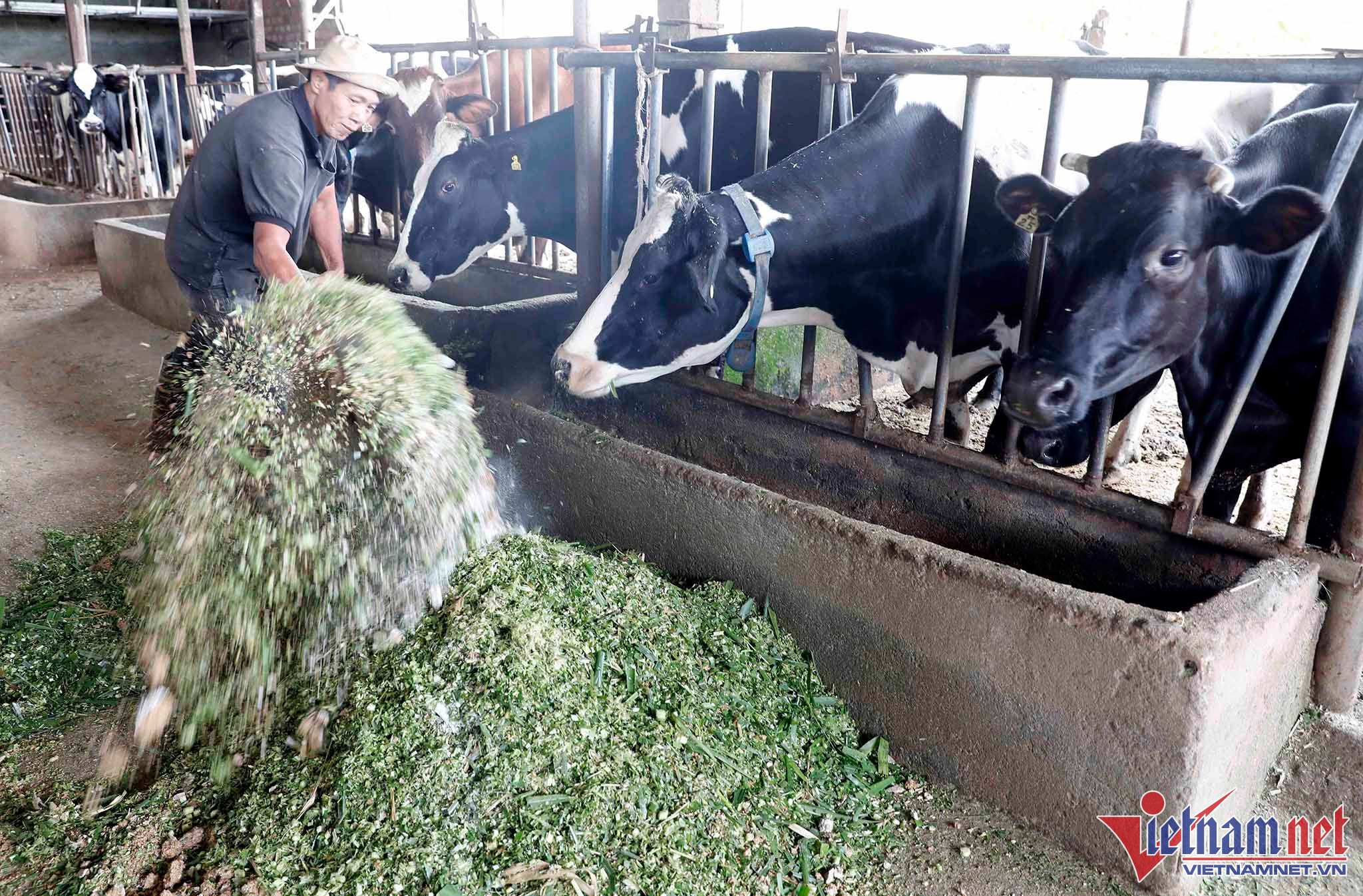 a8 bui dang son vv sxkd 2964.jpg