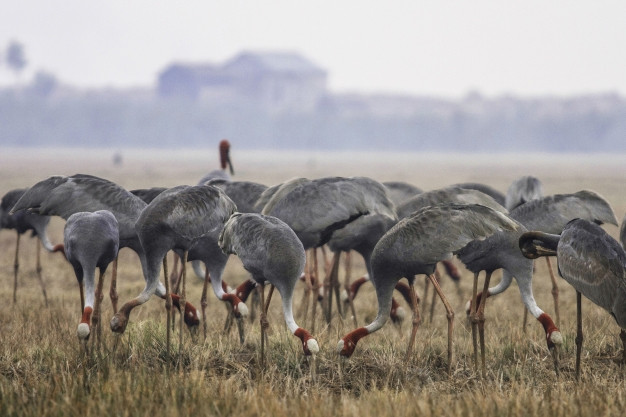 Đồng Tháp đưa 'đàn chim cao nhất biết bay' quý hiếm từ Thái Lan về Tràm Chim